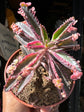Kalanchoe Daigremontiana Pink Butterfly | 8cm pot