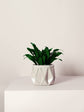 POTR | Ivory White Self-Watering Plant Pot | 18cm