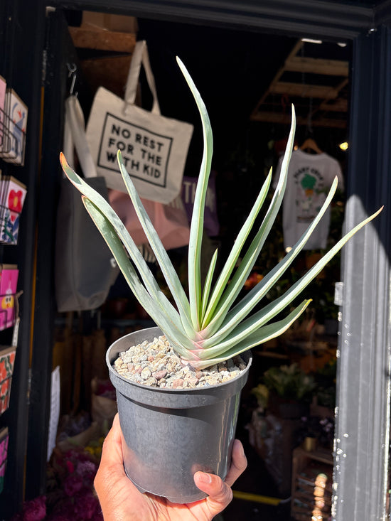 Aloe Plicatilis | 13cm pot