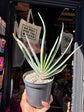 Aloe Plicatilis | 13cm pot
