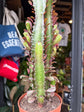 Euphorbia Trigona Rubra | 12cm pot