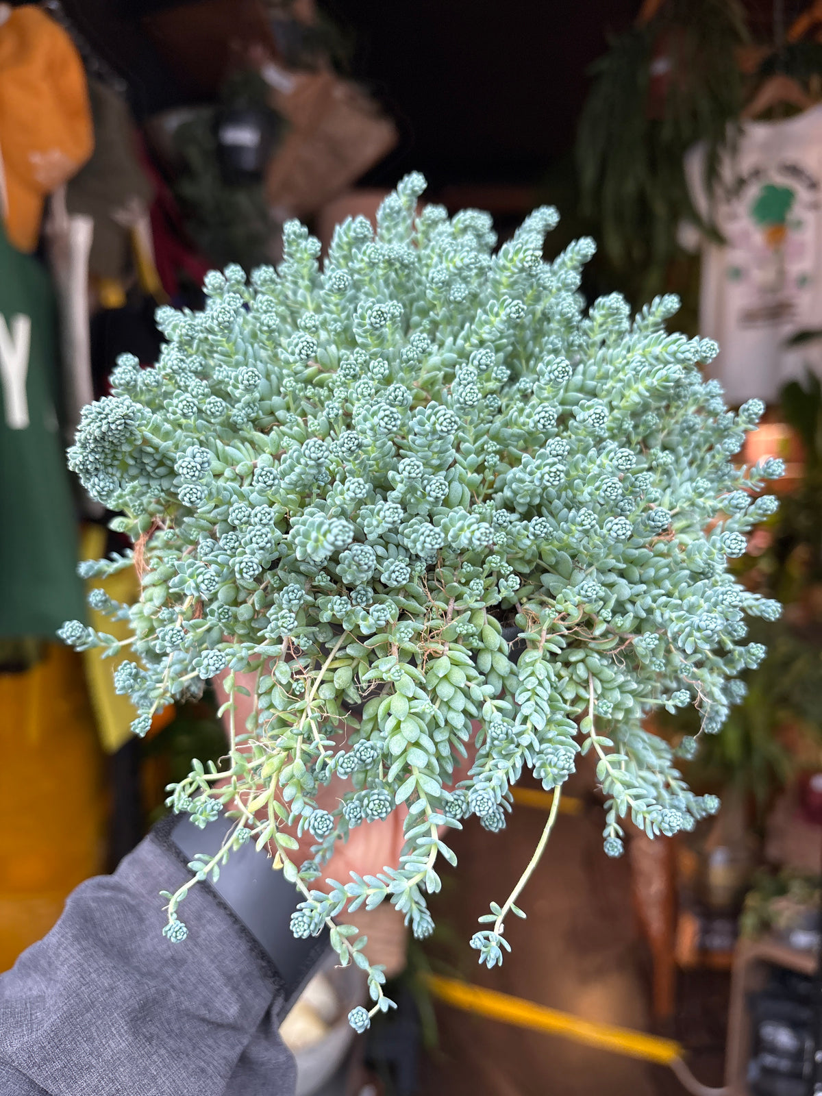 Sedum dasyphyllum &