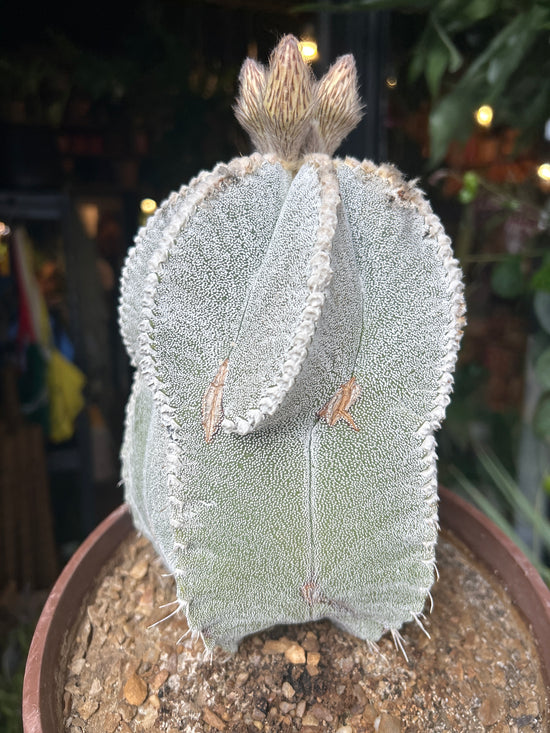 Astrophytum Myriostigma (B) | 20cm pot
