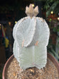 Astrophytum Myriostigma (B) | 20cm pot