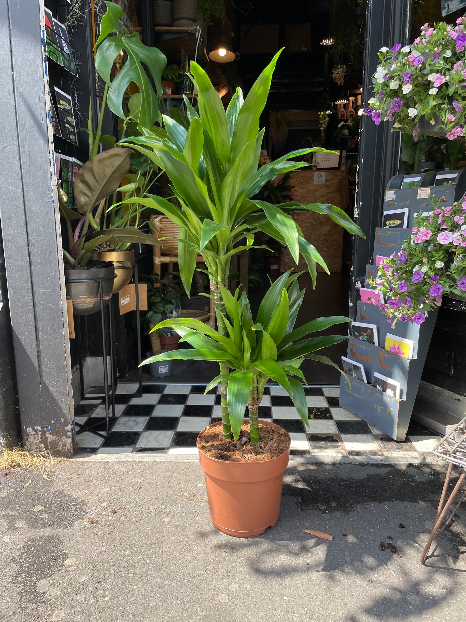 A Dracaena Fragrans Janet Craig plant also known as a Dragon tree Plant in front of Urban Tropicana&