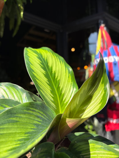 Calathea ‘Beauty Star’ | 12cm pot