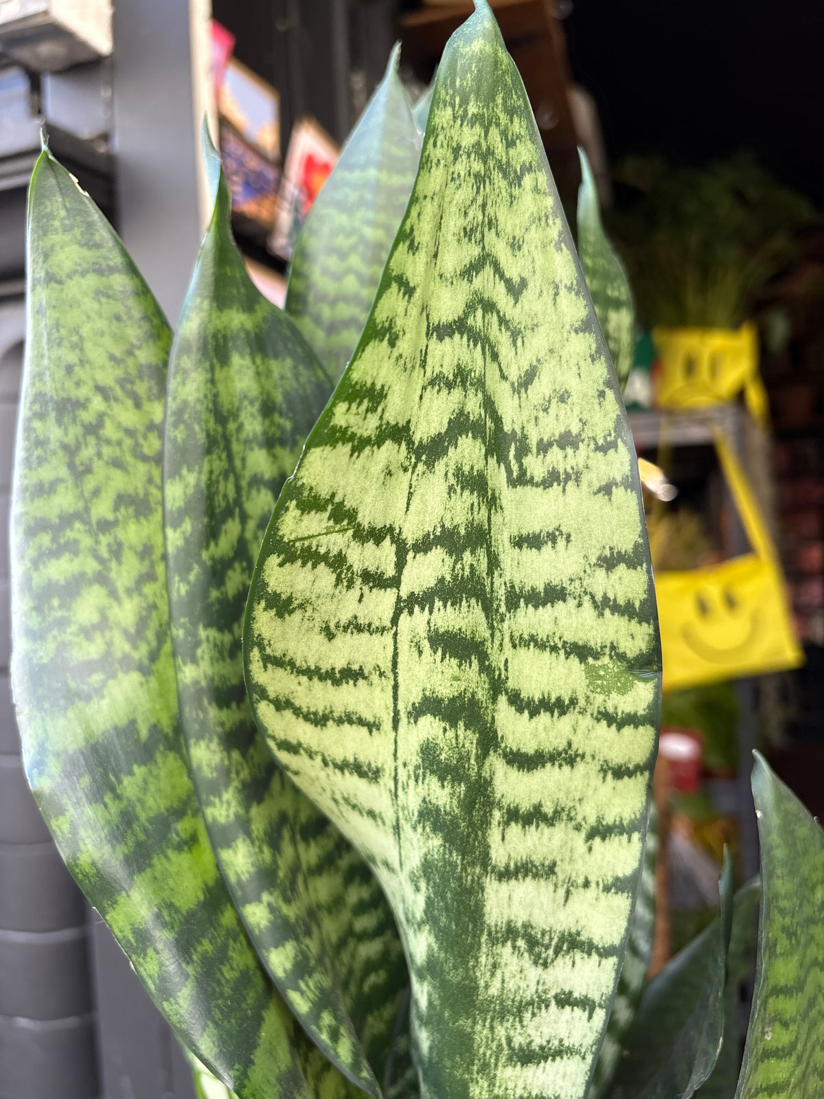 Sansevieria trifasciata Black Coral | 21cm pot