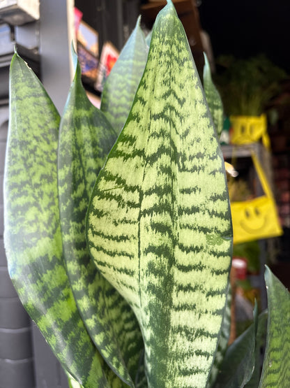 Sansevieria trifasciata Black Coral | 21cm pot