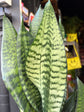 Sansevieria trifasciata Black Coral | 21cm pot