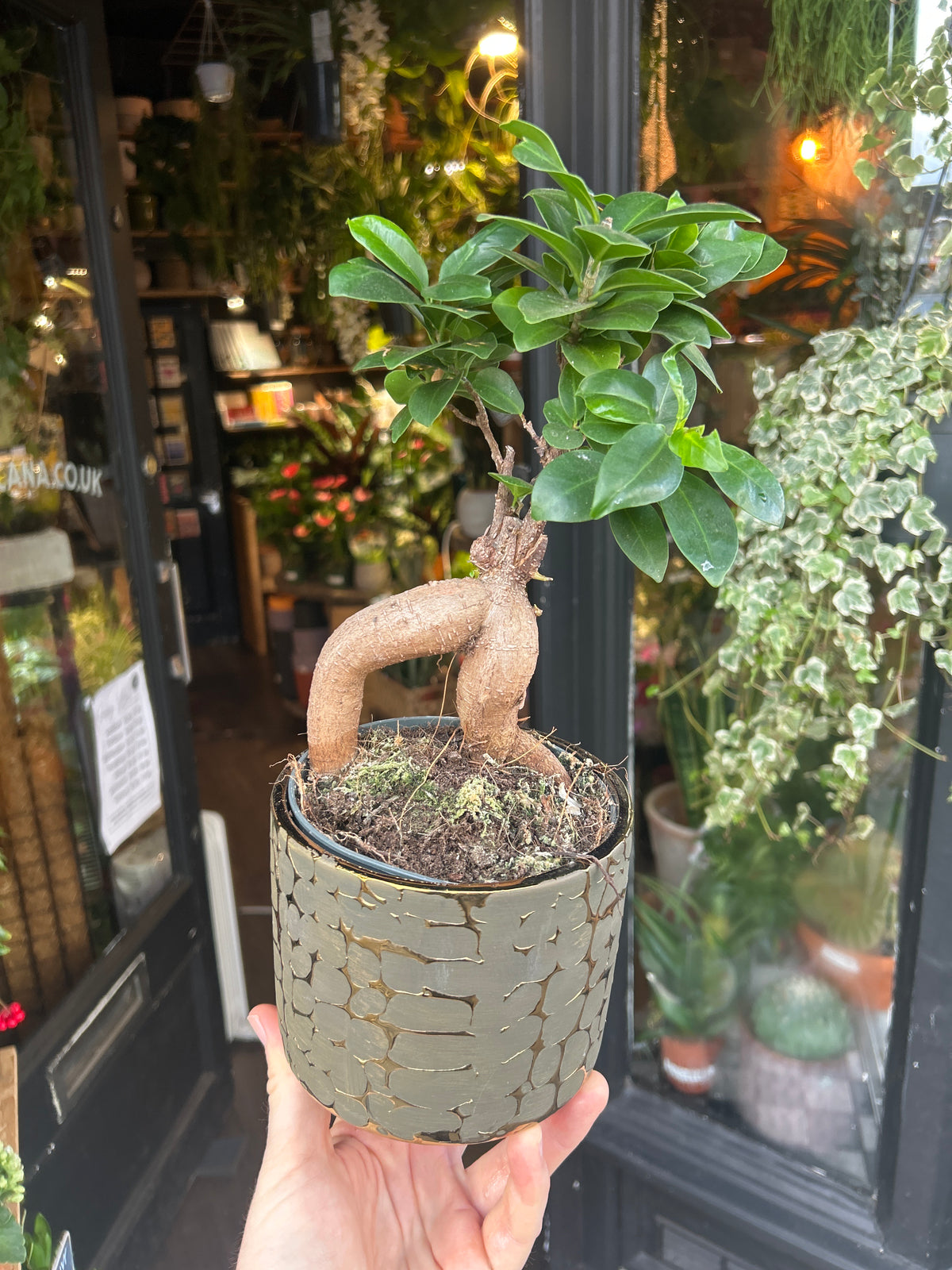 Ficus Ginseng | 13cm ceramic decorative pot