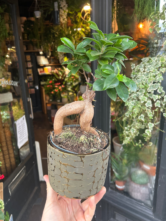 Ficus Ginseng | 13cm ceramic decorative pot