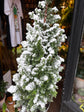 Chamaecyparis Thyoides Xmas Tree | 15cm pot