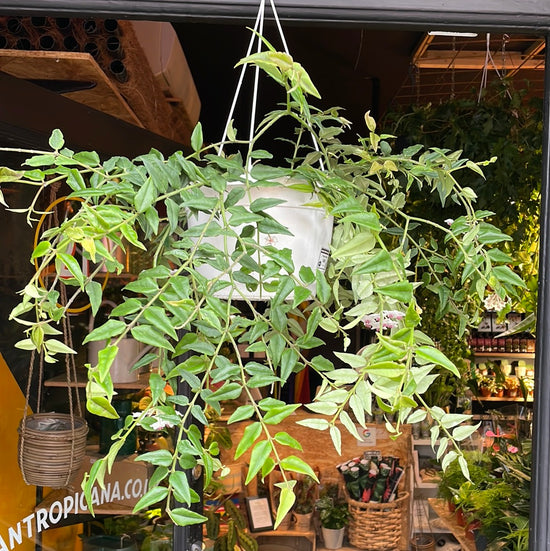 A Hoya Bella plant also known as a Wax Plant in front of Urban Tropicana&