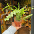 A Fishbone Cactus plant also known as a Epiphyllum Anguliger in front of Urban Tropicana&