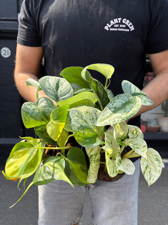 Trailing Bundle | 3 easy-care plants