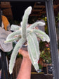 Hildewintera Colademononi | Monkey Tail Cactus | 14cm pot