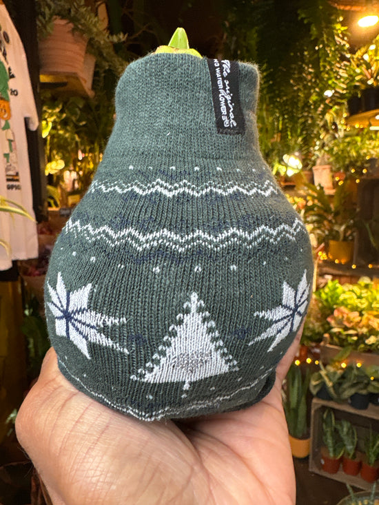 Amaryllis Wax Bulb | Green Jumper