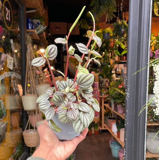 A Peperomia Piccolo Banda plant also known as a Peacock Plant in front of Urban Tropicana&