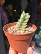 Crassula Moonglow