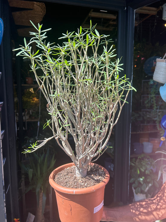 Euphorbia Balsamifera | 20cm pot