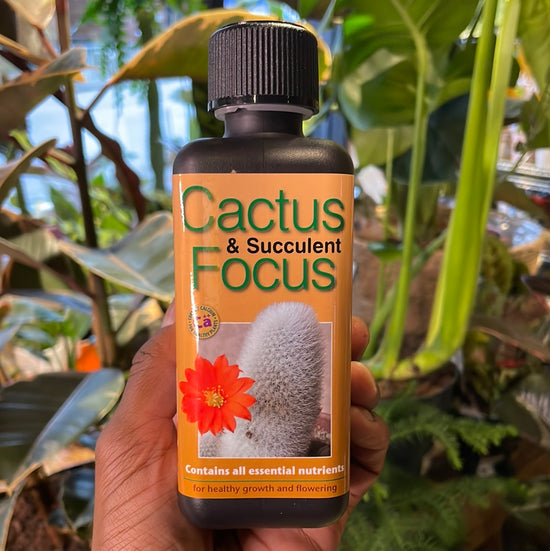 Cactus and Succulent Focus in Urban Tropicana&