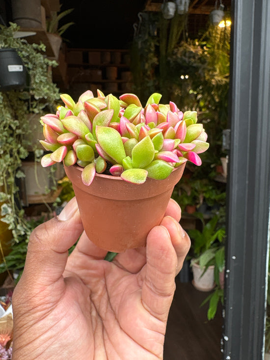 Anacampseros rufescens | 5.5cm pot