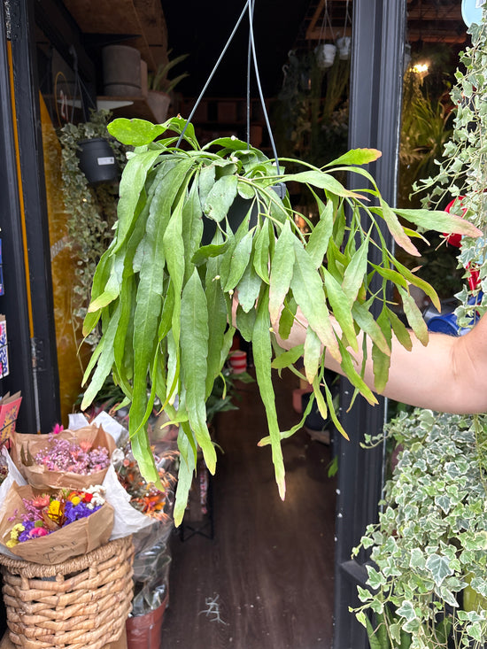 Rhipsalis Red Coral | 17cm Hanging Pot