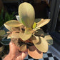 Kalanchoe Orgyalis