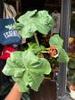 Jatropha Podagrica | 13cm pot