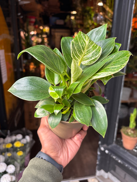 A Philodendron Birkin in front of Urban Tropicana’s store in Chiswick, London