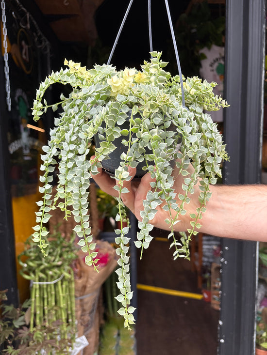 Dischidia ruscifolia variegata | 14cm hanging pot
