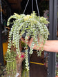 Dischidia ruscifolia variegata | 14cm hanging pot