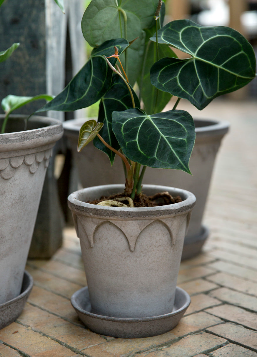 Bergs Potter | Elizabeth | Grey Pot &amp; Saucer