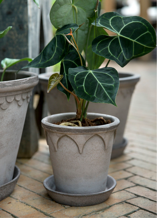 Bergs Potter | Elizabeth | Grey Pot & Saucer