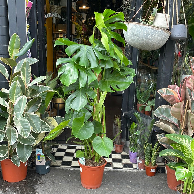 A Monstera Deliciosa Mosspole plant, also known as a swiss cheese plant, in front of Urban Tropicana&