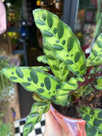 Calathea Lancifolia | 12cm pot