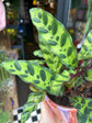 Calathea Lancifolia | 12cm pot