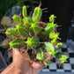 A Euphorbia Enopla plant also known as a cactus-like plant in front of Urban Tropicana&
