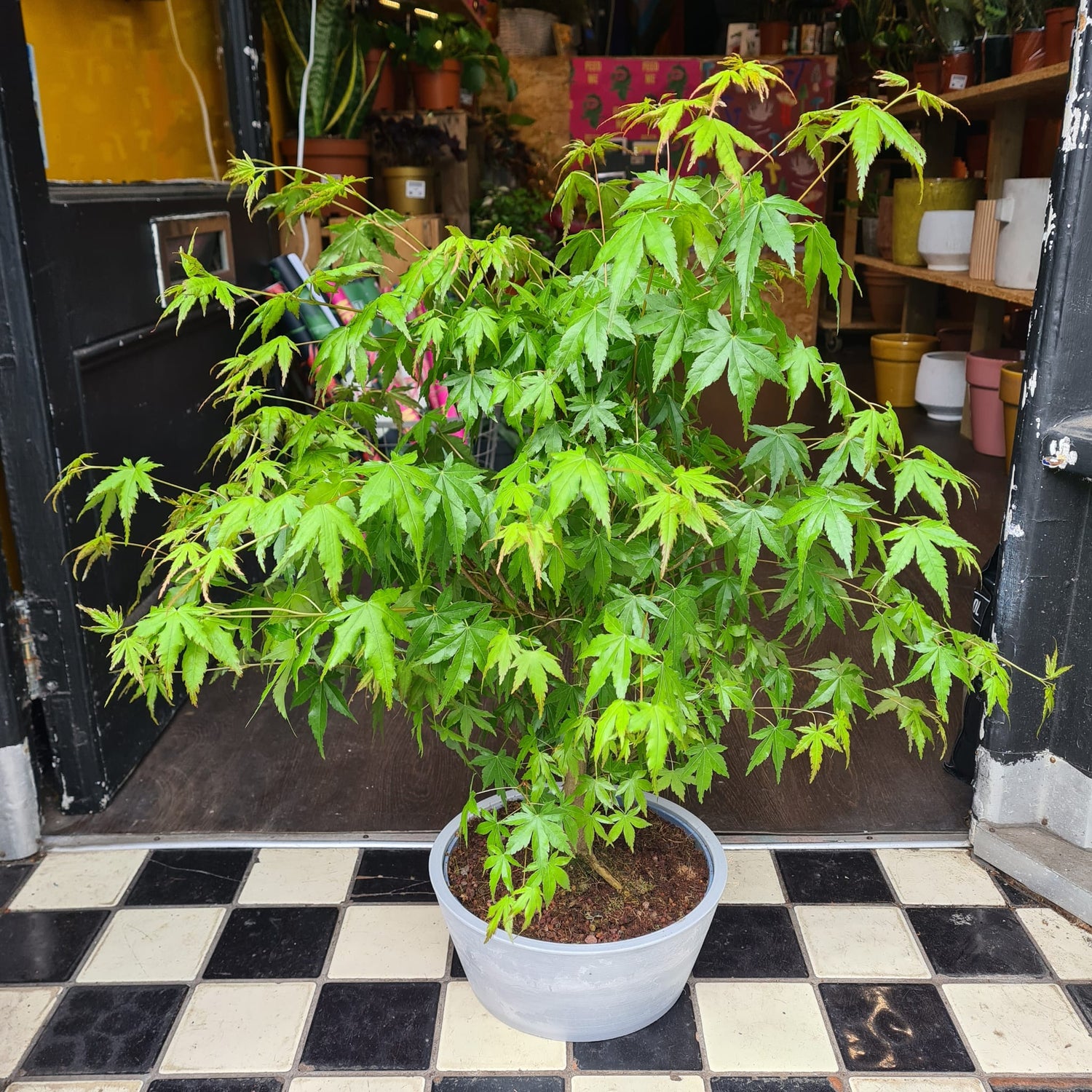 A Acer Bonsai plant also known as a Japanese Maple in front of Urban Tropicana&