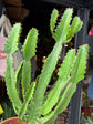 Euphorbia Candelabrum | 17cm pot