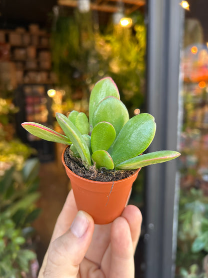 Crassula Sunset | 5.5cm pot