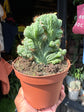 Cereus peruvianus Monstrosus | 13cm pot