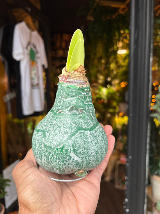 Amaryllis Wax Glitter | Green Matt