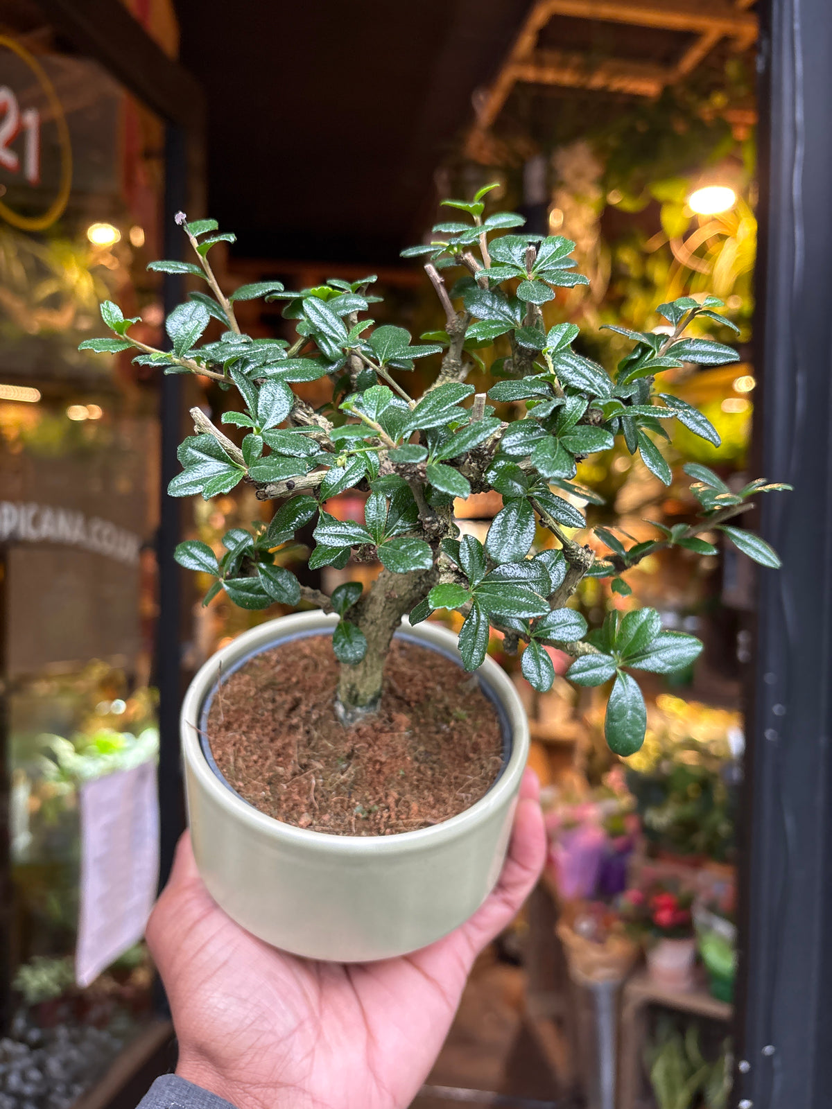 Bonsai Carmona | 11cm green ceramic pot