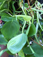 Philodendron Scandens Brasil | 15cm Hanging pot