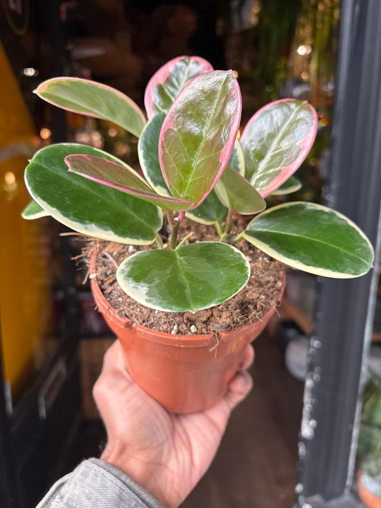 Hoya Australis Blondie | 12cm pot