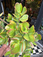 Crassula | 24cm pot