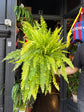 Nephrolepsis exaltata ‘Tiger Fern’ | 20cm pot