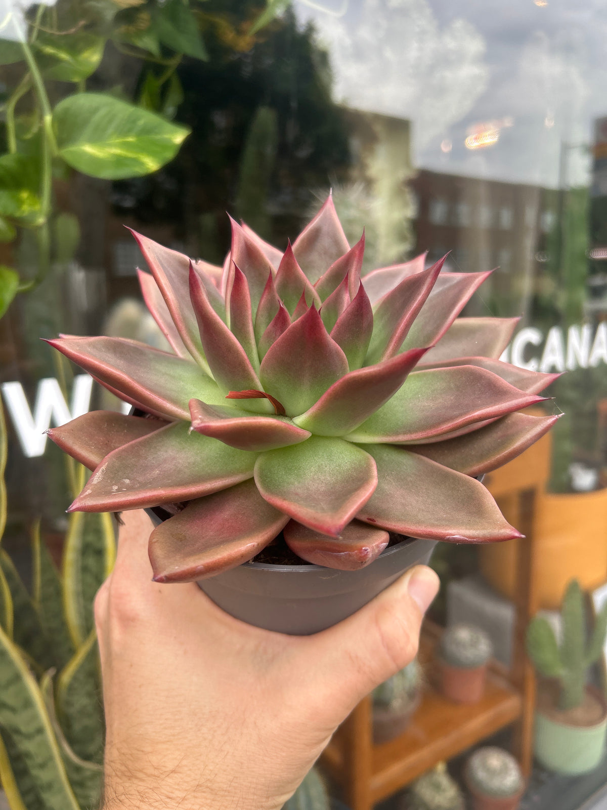 Echeveria Agavoides | 13cm pot