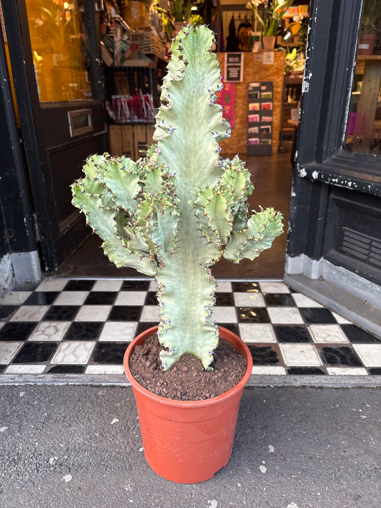 Euphorbia Ingens Marmorata | 24cm pot